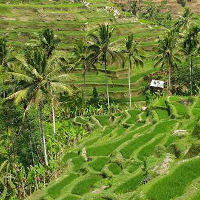Reisfelder, Bali